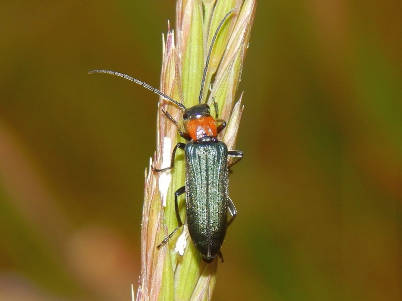 Anogcodes cfr. ruficollis, femmina